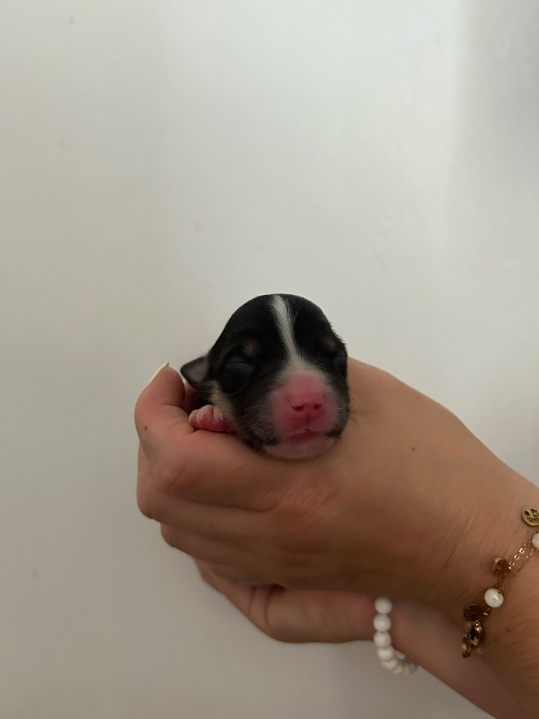 Declic Aussies - Chiots disponibles - Berger Australien