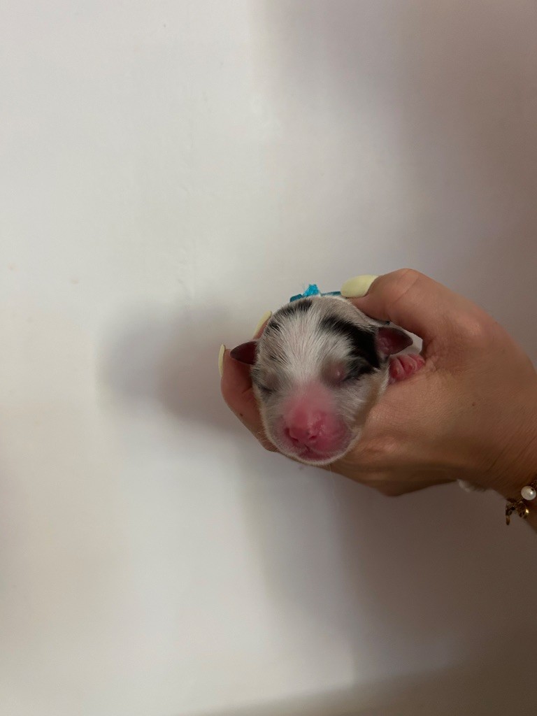 Declic Aussies - Chiots disponibles - Berger Australien
