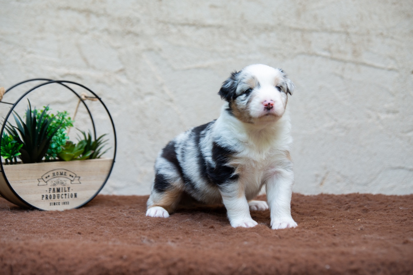 Declic Aussies - Chiots disponibles - Berger Australien