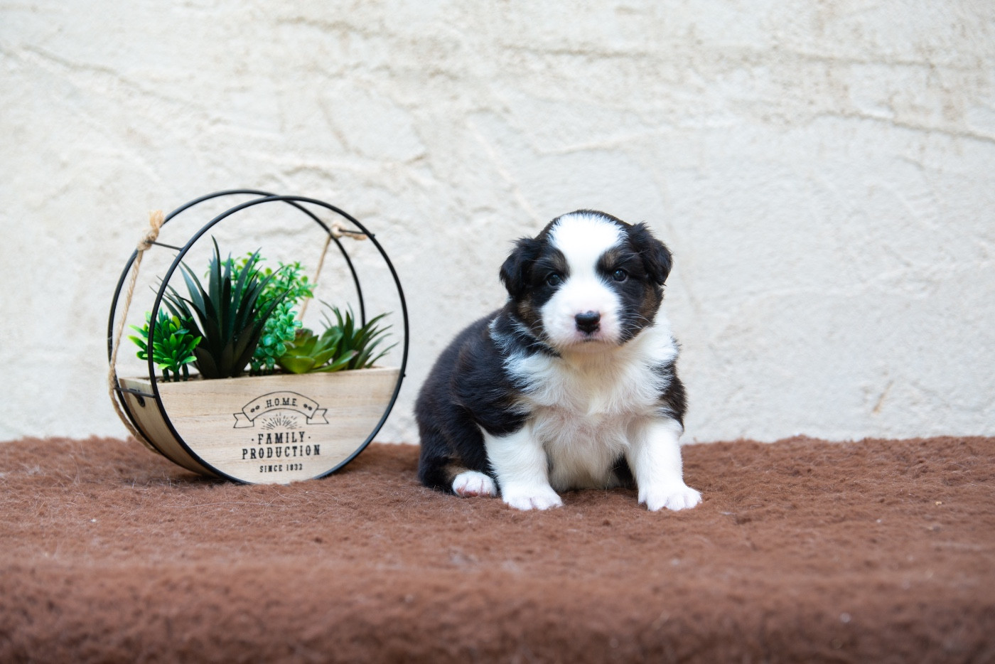Declic Aussies - Chiots disponibles - Berger Australien