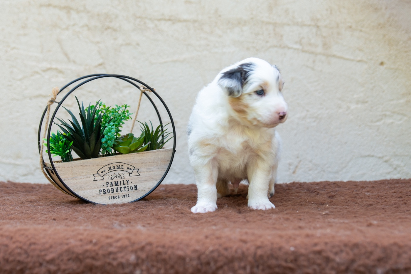 Declic Aussies - Chiots disponibles - Berger Australien