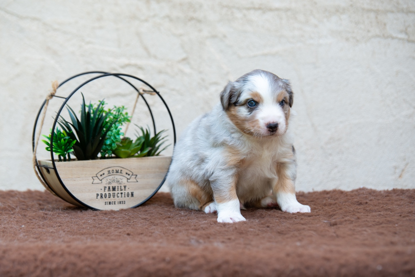 Declic Aussies - Chiots disponibles - Berger Australien