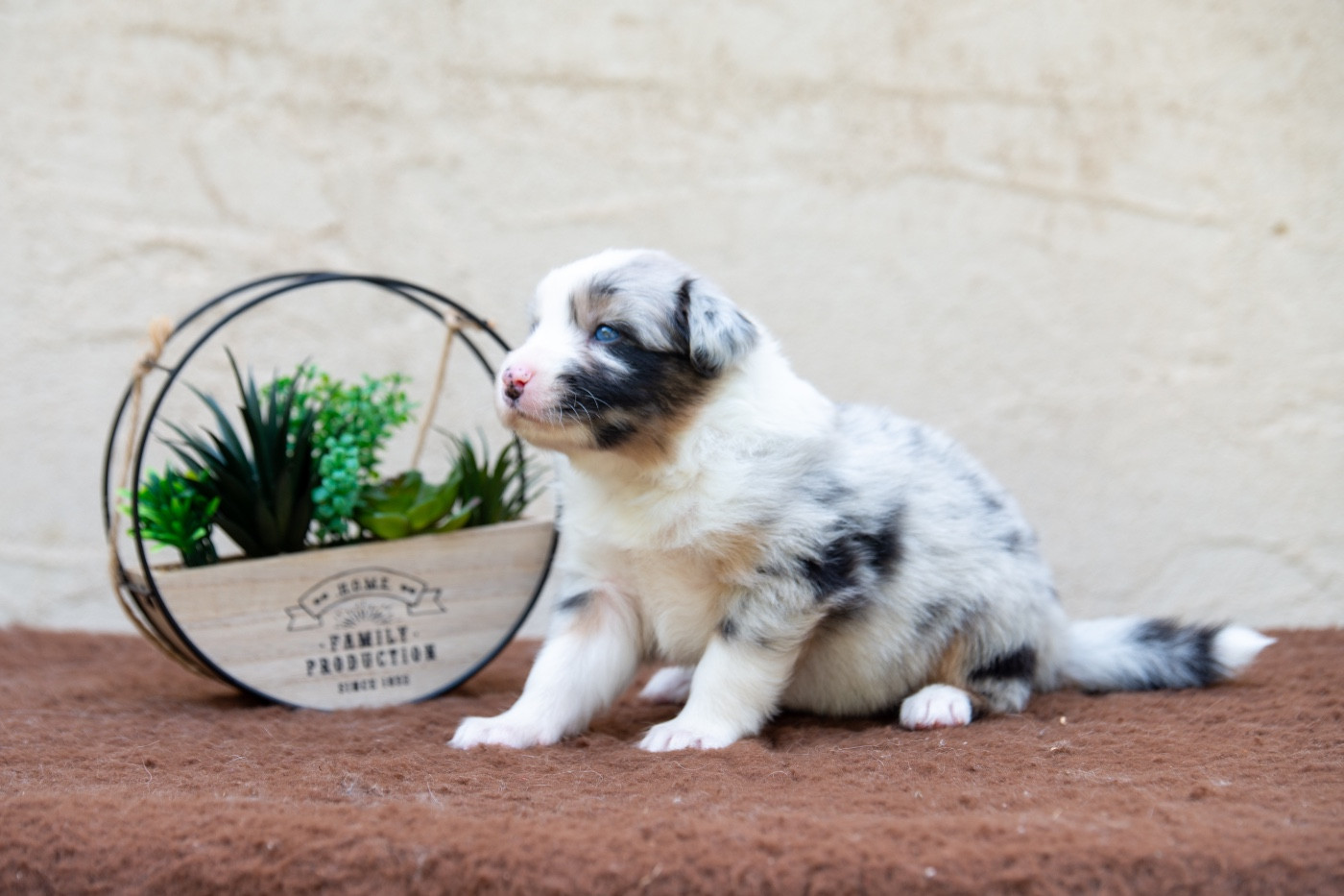 Declic Aussies - Chiots disponibles - Berger Australien