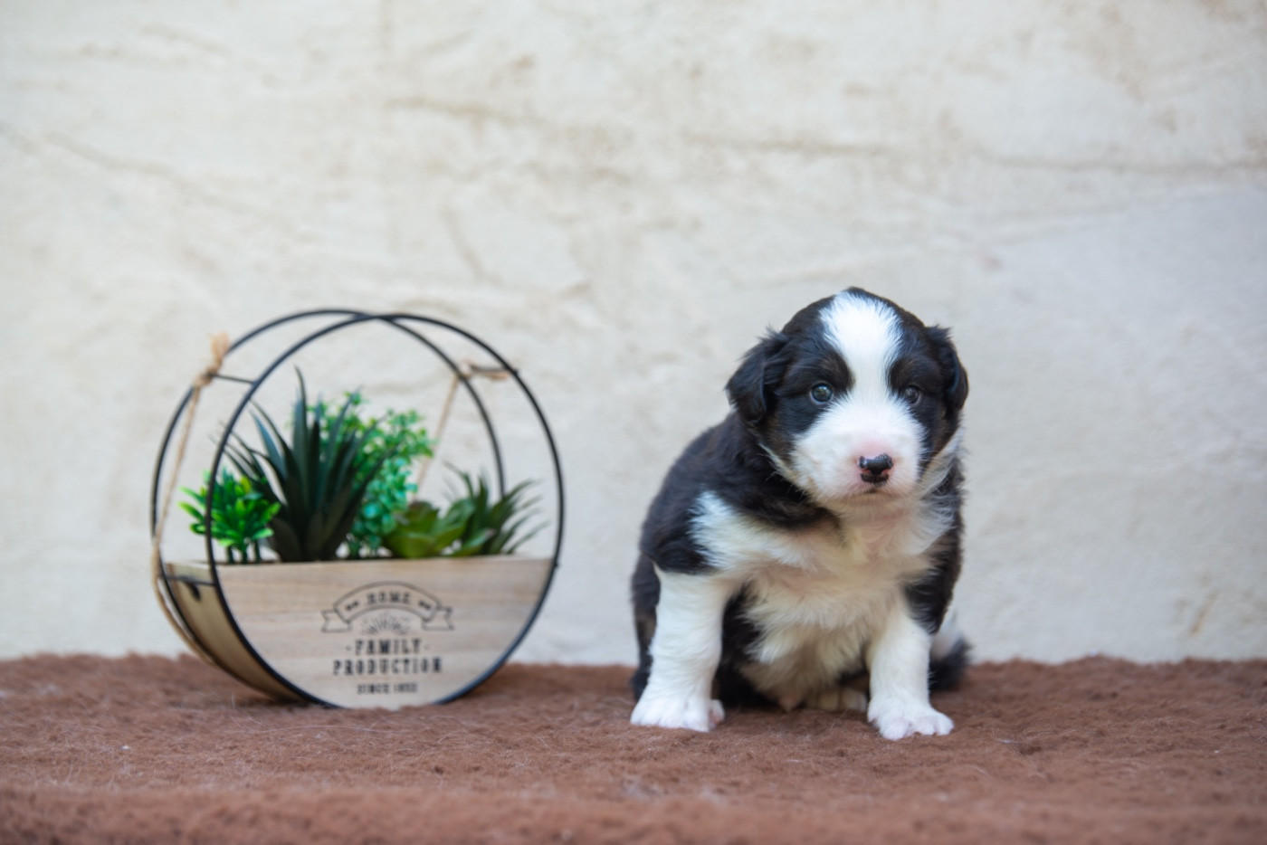 Declic Aussies - Chiots disponibles - Berger Australien