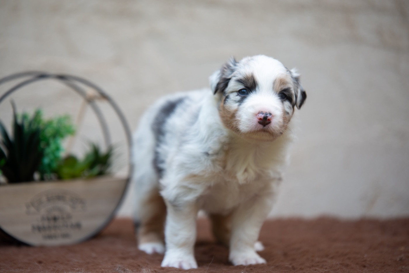 Declic Aussies - Chiots disponibles - Berger Australien