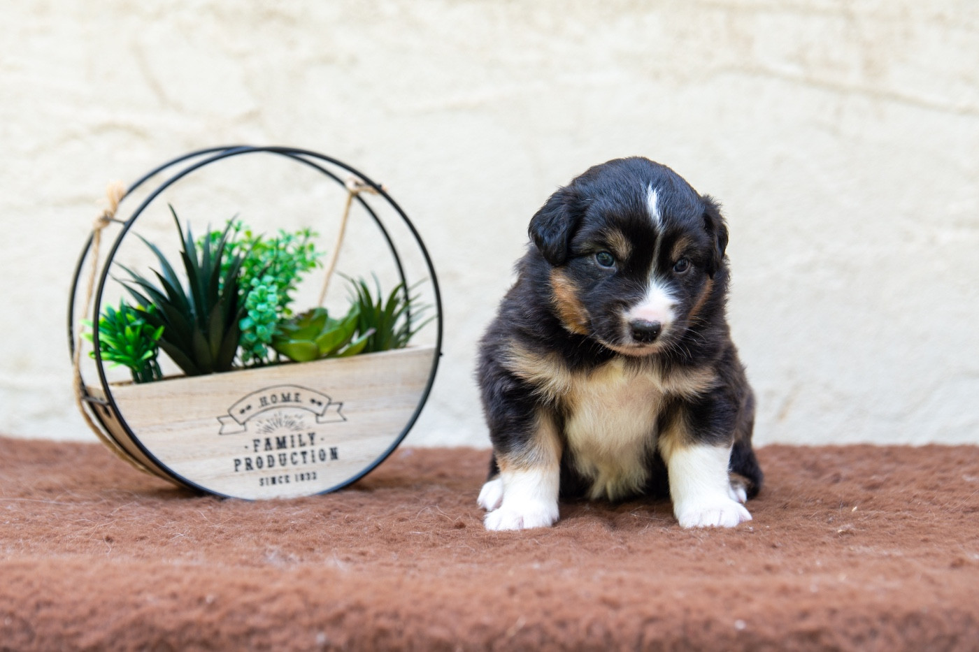 Declic Aussies - Chiots disponibles - Berger Australien
