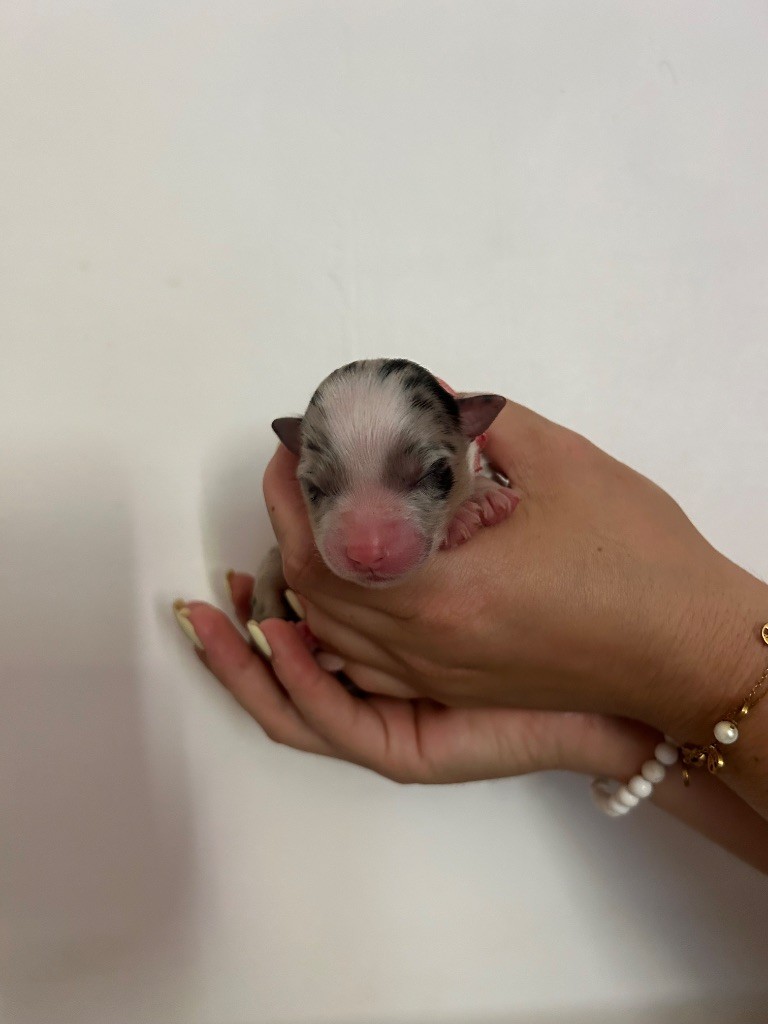Declic Aussies - Chiots disponibles - Berger Australien