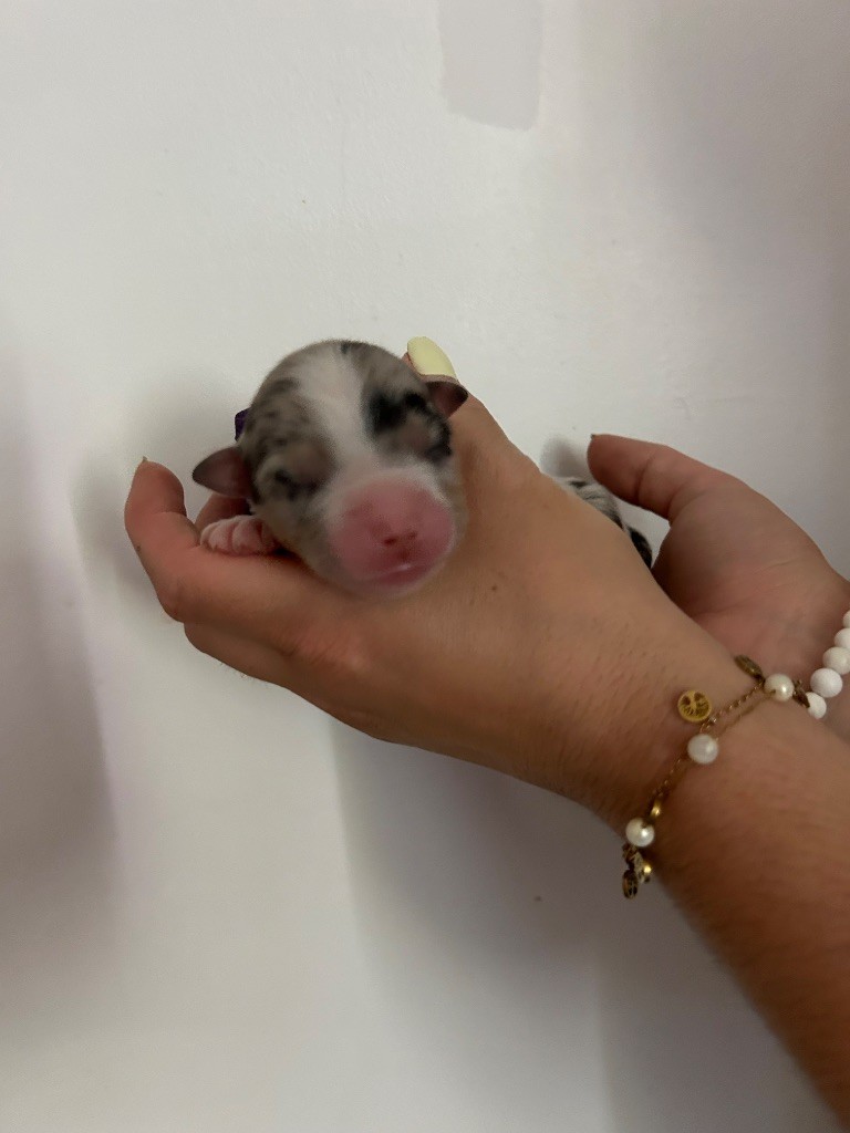 Declic Aussies - Chiots disponibles - Berger Australien