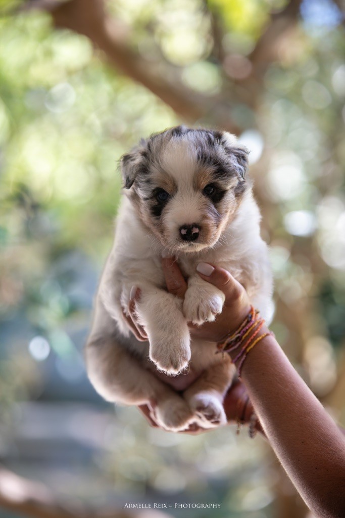 Declic Aussies - Chiots disponibles - Berger Australien