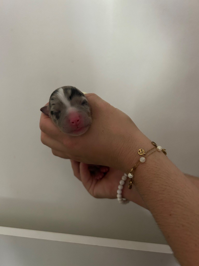 Declic Aussies - Chiots disponibles - Berger Australien