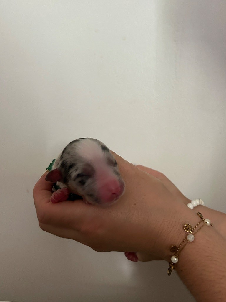 Declic Aussies - Chiots disponibles - Berger Australien