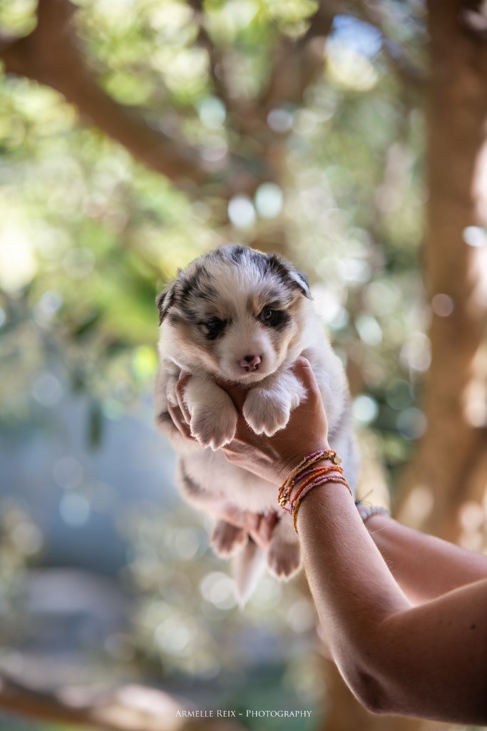 Declic Aussies - Chiots disponibles - Berger Australien