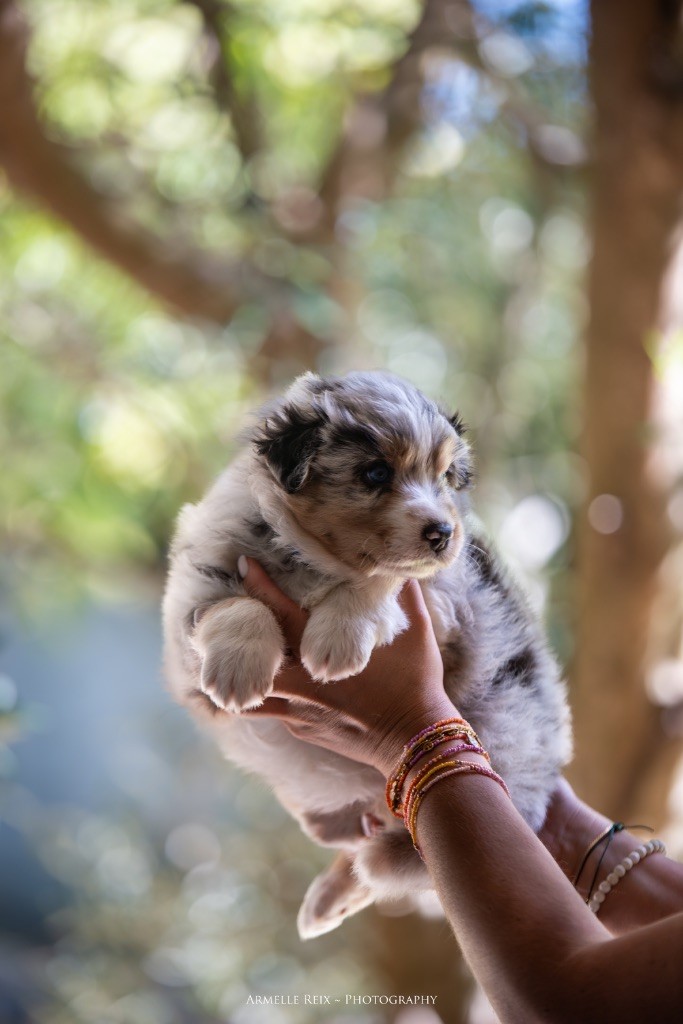 Declic Aussies - Chiots disponibles - Berger Australien