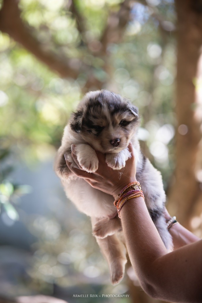 Declic Aussies - Chiots disponibles - Berger Australien