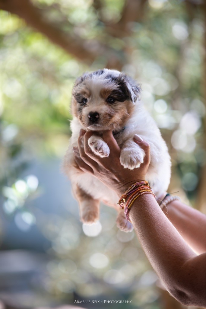 Declic Aussies - Chiots disponibles - Berger Australien