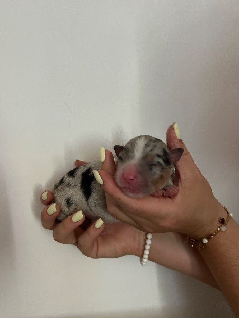 Declic Aussies - Chiots disponibles - Berger Australien