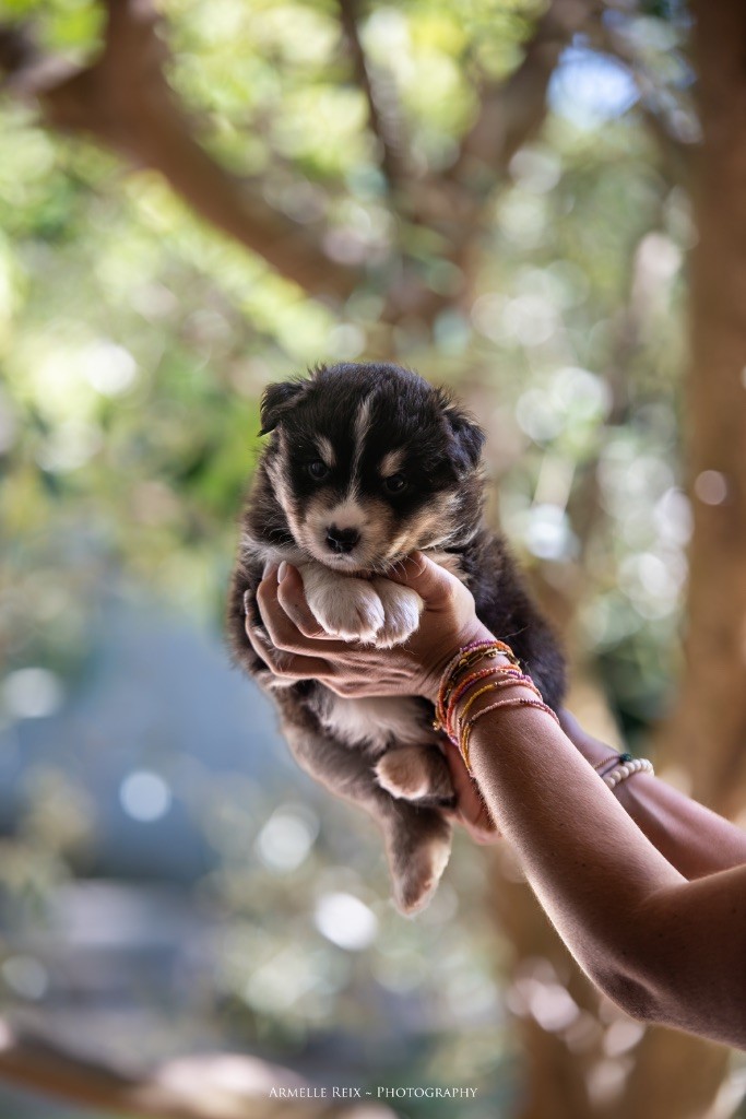 Declic Aussies - Chiots disponibles - Berger Australien