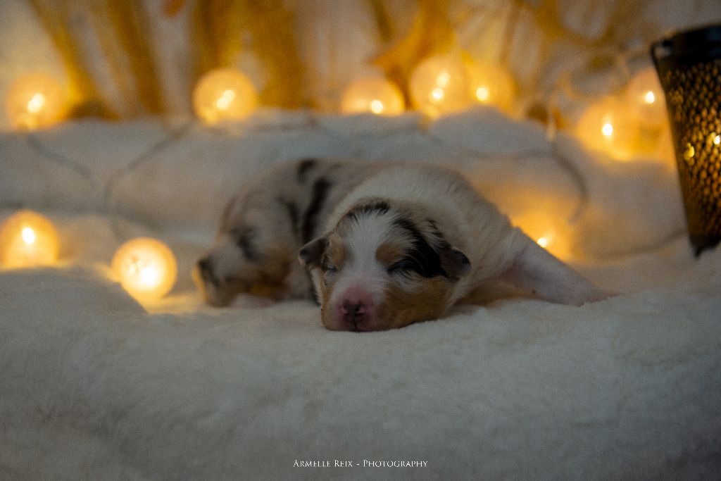 Declic Aussies - Chiots disponibles - Berger Australien